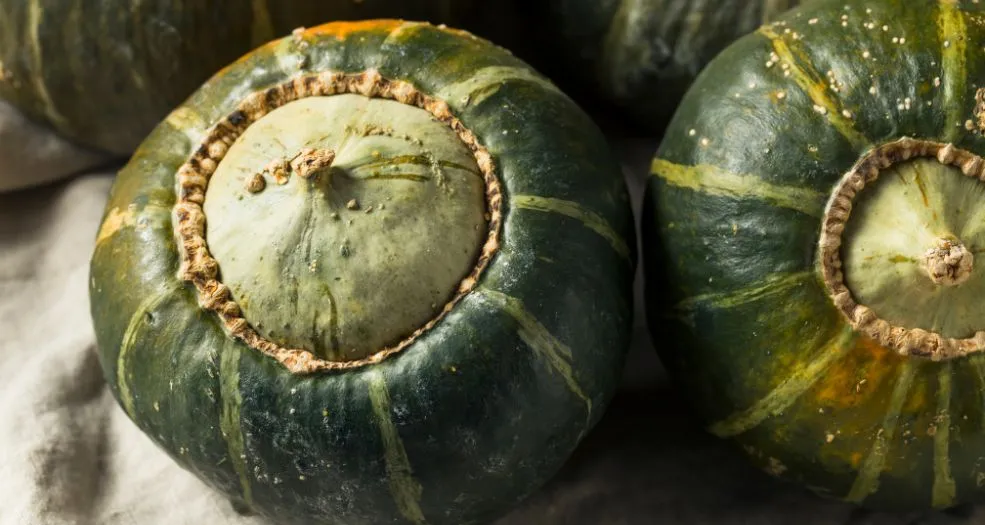 Buttercup Squash