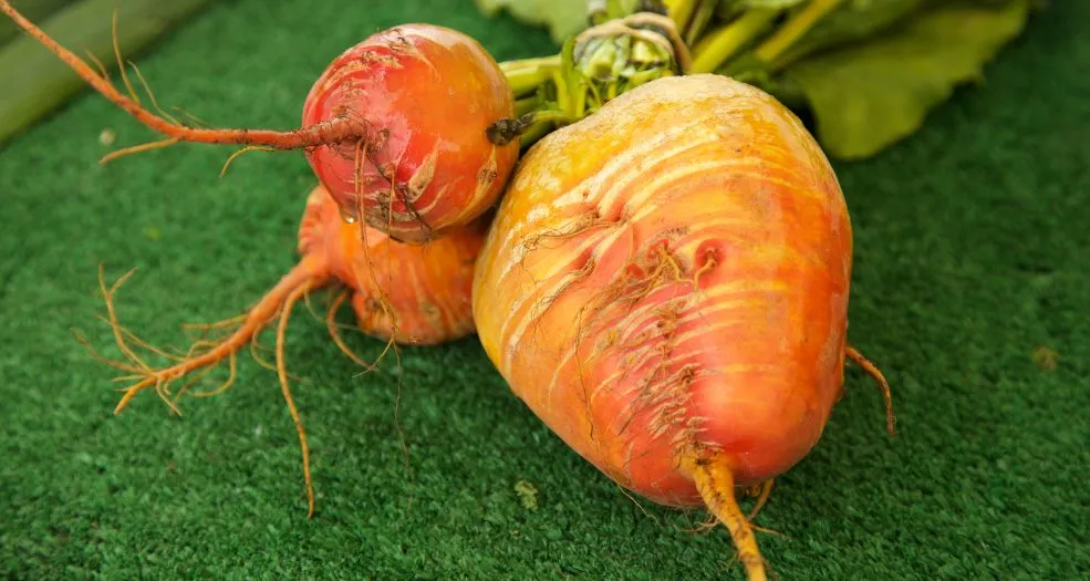 Organic Golden Beets