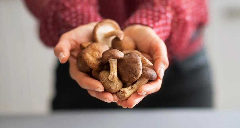 Selecting Shiitake Mushroom